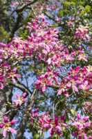 Flowers of Ceiba seciosa - the Silk Floss Tree.  It has several local common names, such as palo borracho or Ã¡rbol del puente, samu'Å© or paineira. Estrela district, Lisbon, Portugal, September. 