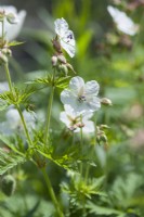 Geranium pratense 'Album' - white meadow cranesbill - June