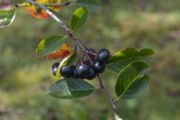 Photinia melanocarpa 'Nero'  black chokeberry berries