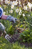 Woman removing weeds from a flowerbed - ground ivy - Glechoma hederacea.
