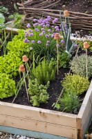 Raised bed with herbs and vegetables - Italian oregano, Rosemary, chives, lettuce, parsley, savory and lemon thyme.
