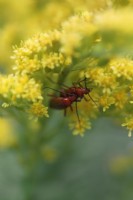 Rhagonycha fulva on Solidago 'Goldkind' flowers - Red Soldier Beetle, July