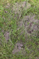 Signs of ants nests in lawn grass