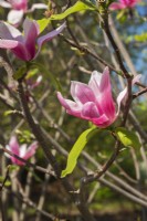 Magnolia 'Pink Charm' tree blossoms - May