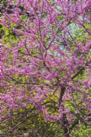 Cercis canadensis 'Minnesota Strain' - Eastern Redbud tree with purple blossoms - May