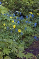 Meconopsis cambrica Welsh Poppy with Corydalis 'Tory MP' behind