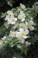 Eucryphia glutinosa in early August