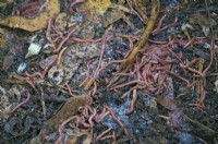 Tiger or Brandling worms - Eisenia fetida in a home compost container