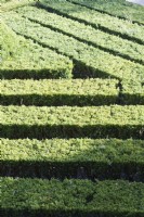 Detail of the Box parterre with lines of clipped hedges.  Lisbon, Portugal, September.
