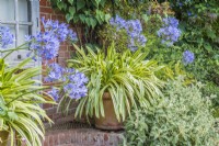 Agapanthus 'Silver Moon' in terracotta pot on brick paving in front of building
