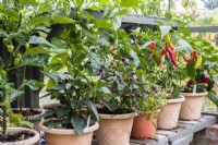 Selection of chilli peppers in containers on greenhouse staging