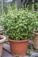 Pot of Basil on greenhouse staging