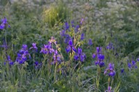 Iris sibirica 'Tropic Night' catches the morning sun