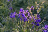 Iris sibirica 'Tropic Night' catches the morning sun