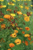Colourful red and yellow annuals - Coreopsis - Tickseed, Anthemis tinctoria - Dyer's Camomile and Calendula - Pot Marigold