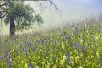 Wildflower meadow on a misty morning. Salvia pratensis - Meadow Clary, Trifolium pratense - Red clover, Knautia arvensis - Field Scabious, Tragopogon pratensis - Meadow salsify
