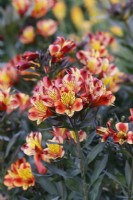 Alstroemeria 'Indian Summer' - Peruvian Lily 