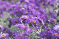 Aster novae-angliae 'Violetta' - Michaelmas daisy