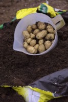 Solanum tuberosum 'Maris Bard' harvested from a grow bag on 20 May - yield from 3 tubers