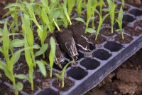 Plug sown Sweet Corn - Zea mays 'Earlibird'