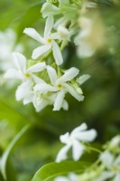 Trachelospermum jasminoides - star jasmine - June.