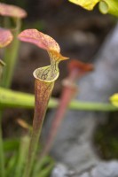 Sarracenia oreophila - green pitcher plant
