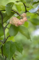 Magnolia kobus - Northern Japanese Magnolia, fruit. 