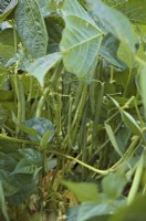 Phaseolus vulgaris 'Sprite' - French beans