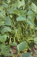Phaseolus vulgaris 'Sprite' - French beans