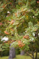 Sorbus 'Copper Kettle' in October