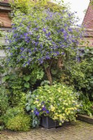 Blue and yellow themed summer container planting with standard Solanum rantonnetti underplanted with Marguerites, Petunias and Ageratums