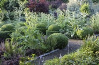 Borders with Cynara cardunculus 'Florist Cardy' and clipped topiary of Buxus sempervirens. July, Summer.