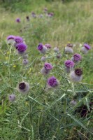 Cirsium eriophorum - the woolly thistle on exposed chalky downland in Southern UK
