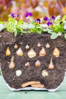 Cross section of pot planted with; Allium, Narcissus, Tulipa and Crocus bulbs