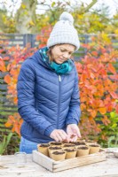 Woman sowing two Lathyrus seeds in each of the root trainers