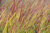 Panicum virgatum 'Rehbraun' - Switch grass in autumn