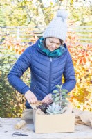 Woman wrapping Succulents in hessian fabric to keep them insulated over winter