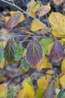 Hamamelis x intermedia 'Rubin' - Witch hazel foliage in autumn