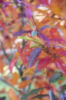 Nyssa sylvatica 'Sheffield Park' - Black gum tree leaves in autumn