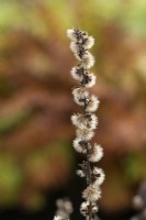 Ligularia fischeri - Fischer's leopard plant gone to seed in autumn