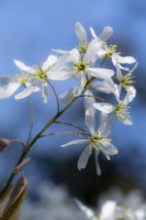 A sprig of Amelanchier lamarckii blossom, which comes into flower in early spring.