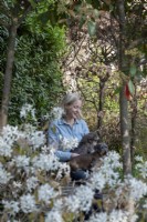 Women sitting in the garden with dogs on her lap.  She is surrounded by Amelanchier 'lamarckii', Trachelospermum jasminoides, Photinias and a beech hedge, Fagus sylvatica.