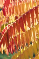 Rhus typhina 'Radiance Sinrus' - Stag's horn sumach foliage in autumn