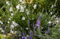 Salvia 'East Friesland' and Gaura 'Whirling Butterflies' in border