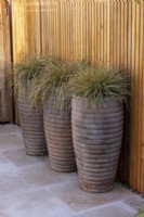 Carex 'Everest' in tall containers next to slatted wooden fence