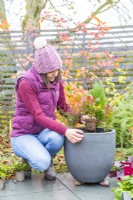 Woman planting Leucothoe in the container