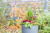 Winter container planted with Pansies, Ivy, Heuchera, Leucothoe, Leptospermum and Chamaecyparis