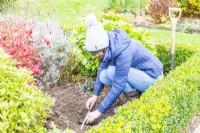 Woman using a short stick to check that the Rhubarb is level with the ground