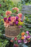 Dahlia 'Brandy wine' displayed in wicker basket with plum coloured Scabious and golden rod on wooden chair with Helichrysum flowers