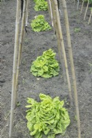 Lettuces growing in garden under plant supports.